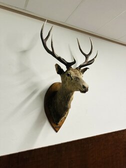 Taxidermie-Antiek-Hert