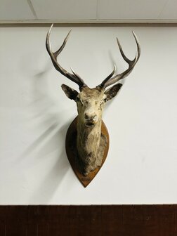 Taxidermie-Antiek-Hert-1