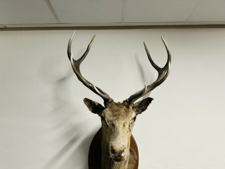 Taxidermie-Antiek-Hert-3