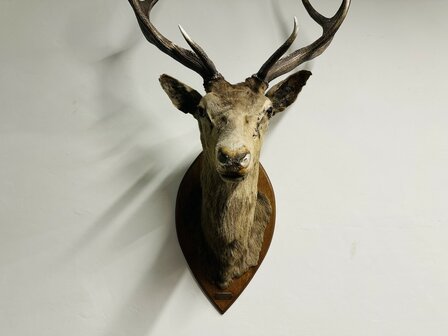 Taxidermie-Antiek-Hert-4