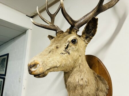 Taxidermie-Antiek-Hert-5
