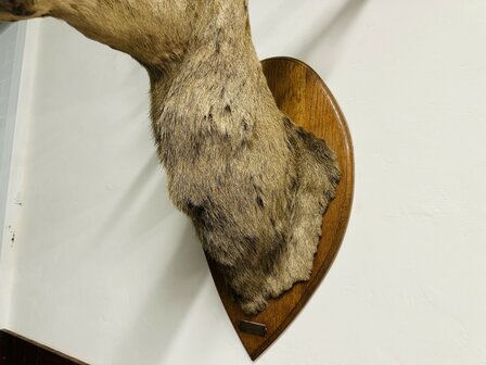 Taxidermie-Antiek-Hert-6