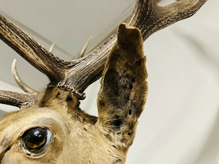 Taxidermie-Antiek-Hert-7