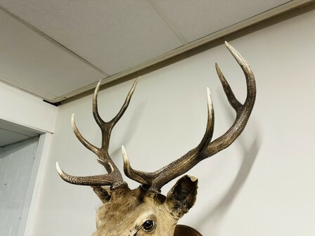 Taxidermie-Antiek-Hert-8