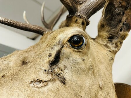 Taxidermie-Antiek-Hert-9