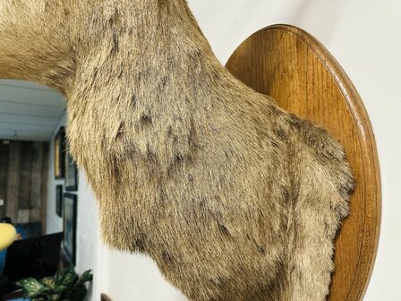 Taxidermie-Antiek-Hert-11