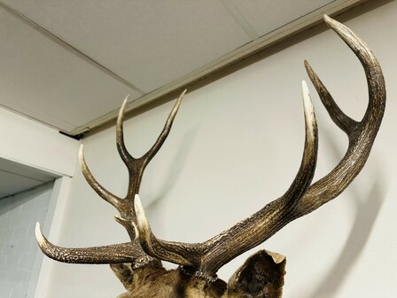 Taxidermie-Antiek-Hert-12