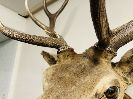 Taxidermie-Antiek-Hert-13