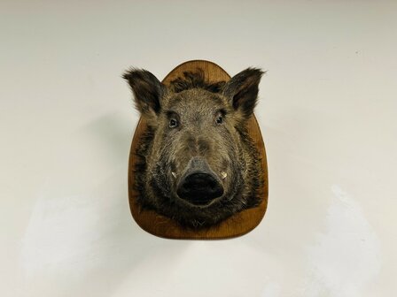 Taxidermie-Zwijn-Wandmodel-1