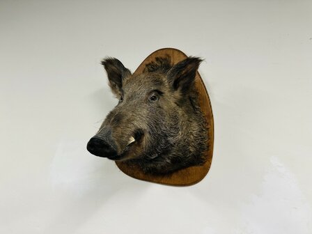 Taxidermie-Zwijn-Wandmodel-2