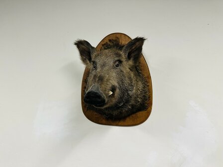 Taxidermie-Zwijn-Wandmodel-3