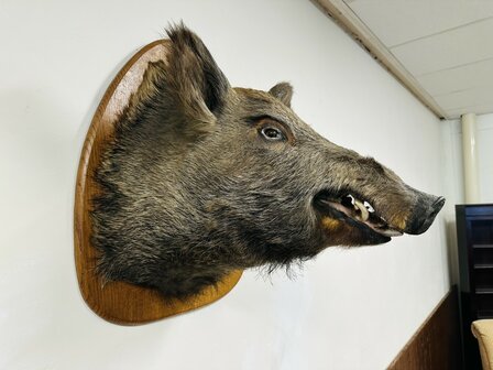Taxidermie-Zwijn-Wandmodel-4