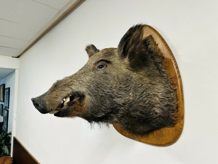 Taxidermie-Zwijn-Wandmodel-5