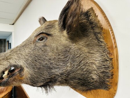 Taxidermie-Zwijn-Wandmodel-7