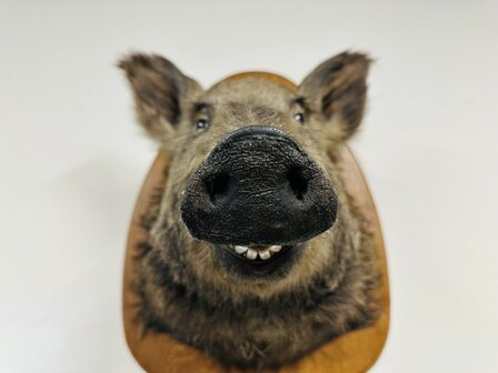 Taxidermie-Zwijn-Wandmodel-8