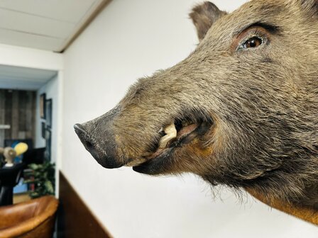 Taxidermie-Zwijn-Wandmodel-9