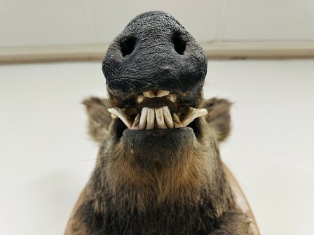 Taxidermie-Zwijn-Wandmodel-10