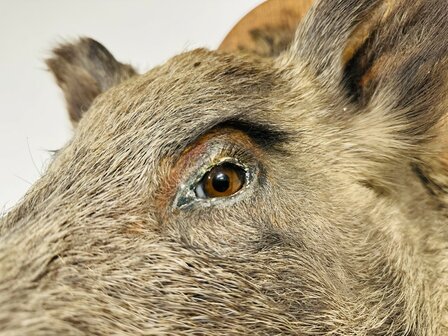 Taxidermie-Zwijn-Wandmodel-11