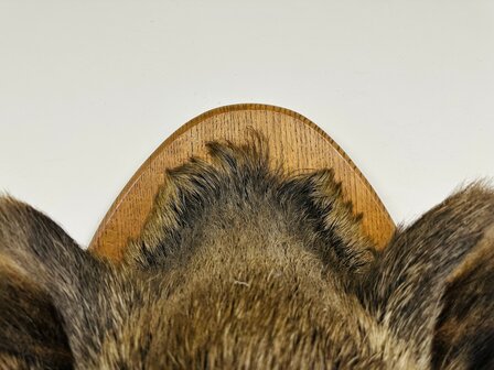 Taxidermie-Zwijn-Wandmodel-13