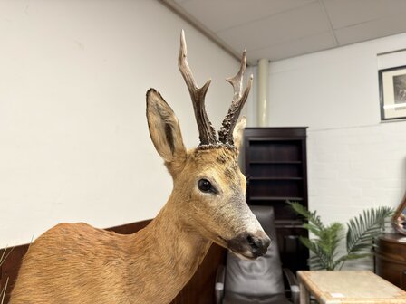 Taxidermie-Reebok-op-Hout