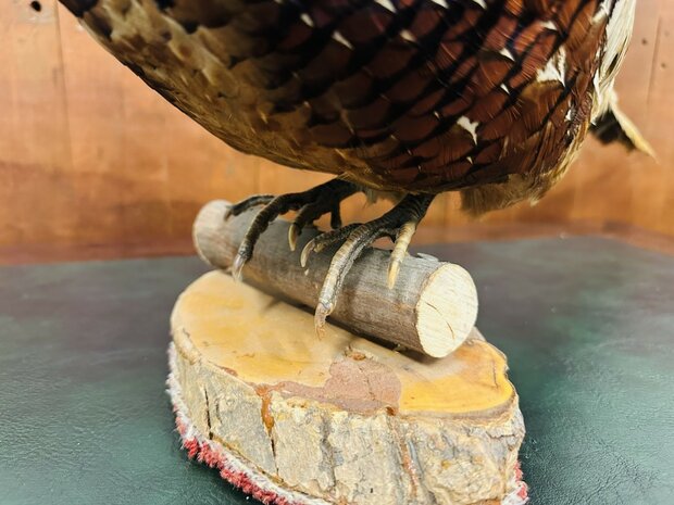 Taxidermie-Staande-Fazant-3
