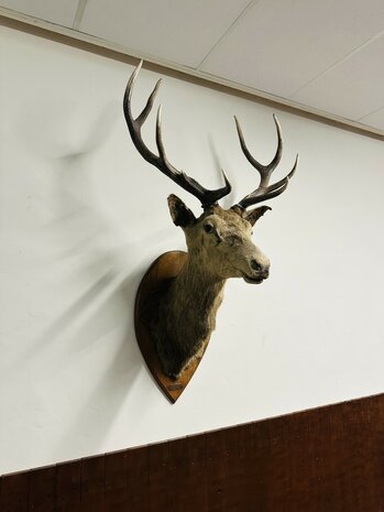 Taxidermie-Antiek-Hert