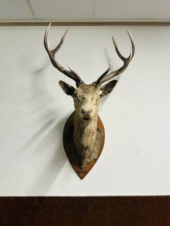 Taxidermie-Antiek-Hert-1