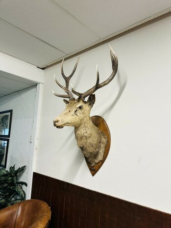 Taxidermie-Antiek-Hert-2