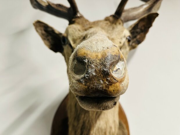 Taxidermie-Antiek-Hert-10