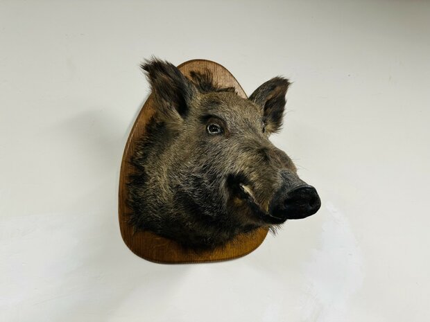 Taxidermie-Zwijn-Wandmodel