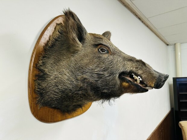 Taxidermie-Zwijn-Wandmodel-4