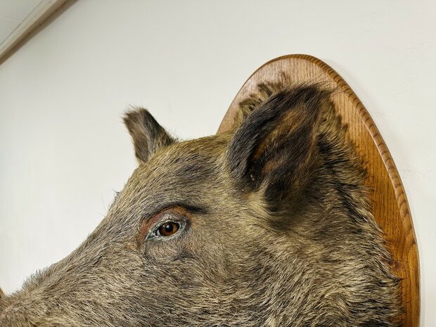 Taxidermie-Zwijn-Wandmodel-6