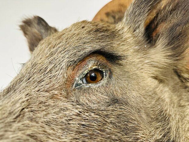 Taxidermie-Zwijn-Wandmodel-11