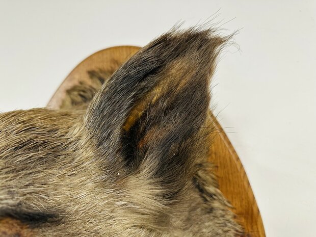 Taxidermie-Zwijn-Wandmodel-12