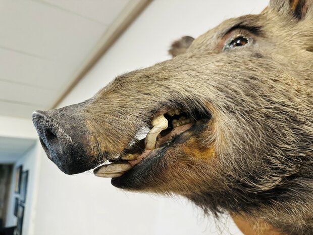 Taxidermie-Zwijn-Wandmodel-14