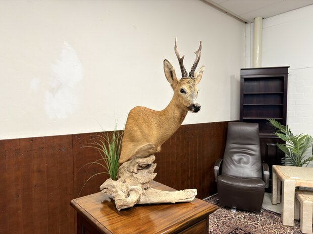 Taxidermie-Reebok-op-Hout