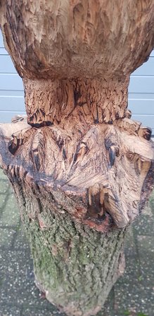 Große Holzschnitzerei Amerikanischer Seeadler