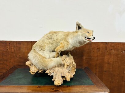 Antiker präparierter Fuchs